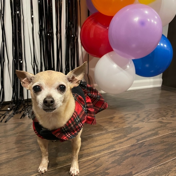 Meet your Posher, Yamilet - Picture 4 of 12